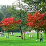 色づき始めたRegents Park, London