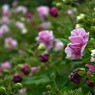 酔芙蓉(ほろ酔いの貴婦人）