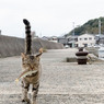 しっぽピーン