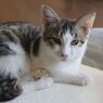 猫をモデルに