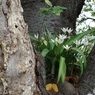 木の上に咲くタマスダレ