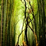 竹寿林