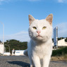 おはようシロちゃん