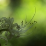 日陰の花