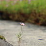 生きる