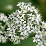 この花、なーんだ？ → ニラの花の宇宙