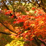 紅葉12