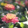 秋の日差し