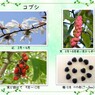 コブシ・花から種へ