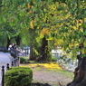 秋口の公園