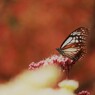 アサギマダラ再び