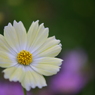 gently