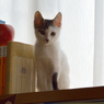 ハルちゃん1200g