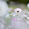 Autumn white