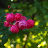 ポンポネッラ薔薇