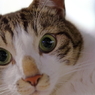 うちの猫