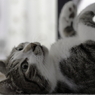 うちの猫