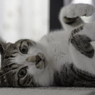 うちの猫
