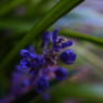 なんかの花