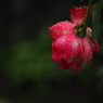 雨の薔薇