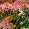 白川水源