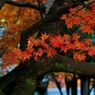 洞樹院の紅葉②