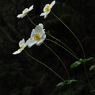 野に咲く　秋明菊
