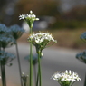 写真句：韮の花の咲く道