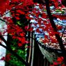 洞樹院の紅葉⑤