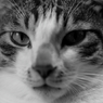 うちの猫