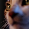 うちの猫