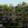 街路樹
