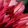舌花