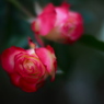最後の薔薇