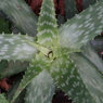 面としての植物