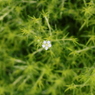 面としての植物