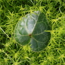 面としての植物