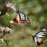 DSCF0053