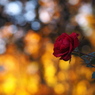 納めの薔薇