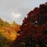紅葉