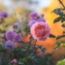 薔薇の園