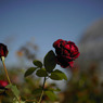 薔薇