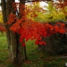 雨の紅葉　3