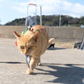 お魚もらったよ。ちょっと小さいかニャ。