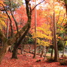 境内の紅葉