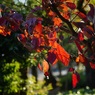 紅葉　常磐公園（静岡）