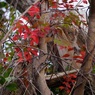 優しい色の紅葉