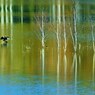 カワウのいる風景