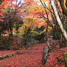 参道の紅葉