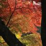 紅葉彩る